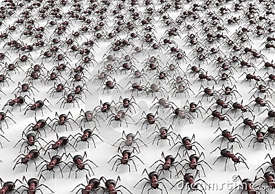 Black ants isolated on a white background Stock Photo