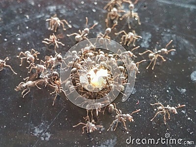 black ants swarm the food on the floor Stock Photo