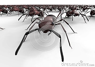 Black ants on a white background Stock Photo