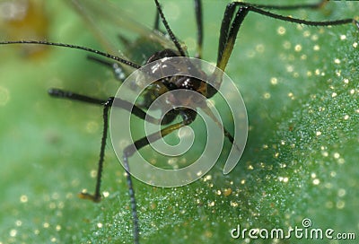 Black aphid Stock Photo