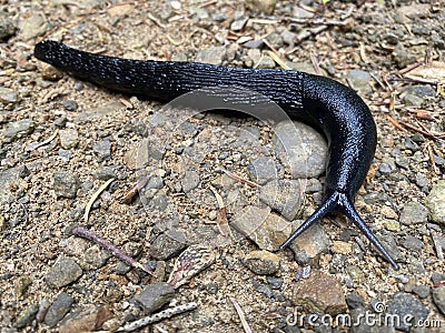 Black arion / Arion ater / European black slug or Large black slug, Grosse Schwarze Wegschnecke, Veliki crni puÅ¾, Crni arion Stock Photo