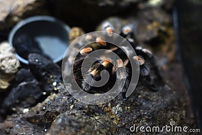 Black arthropod with white stripe named Theraphosidae family tarantula Stock Photo