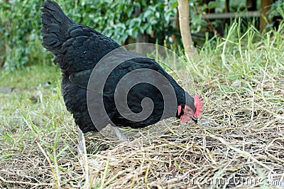 Black australorp chicken Stock Photo