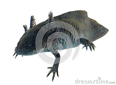 Black axolotl Stock Photo