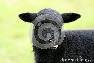 Black Baby Sheep Stock Photo
