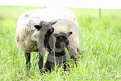 Black Baby Sheep with its Mother Stock Photo