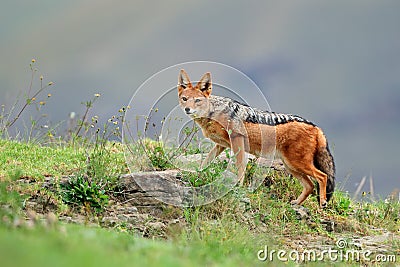 Black-backed Jackal Stock Photo