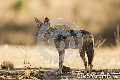 Black-backed Jackal (Canis mesomelas) Stock Photo