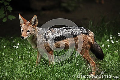 Black-backed jackal (Canis mesomelas). Stock Photo