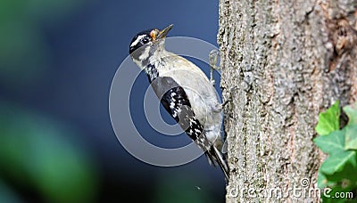 Black-backed woodpecker during summer with green background Stock Photo