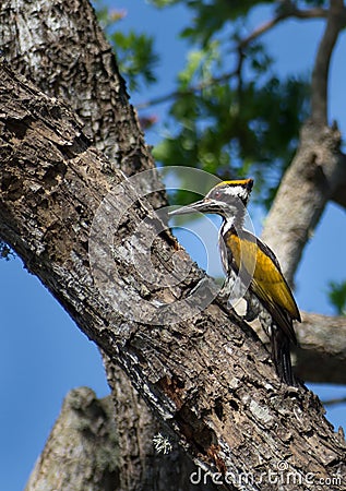 Black-backed Yellow Woodpecker Chrysocolaptes festivus, Sri Lanka Stock Photo