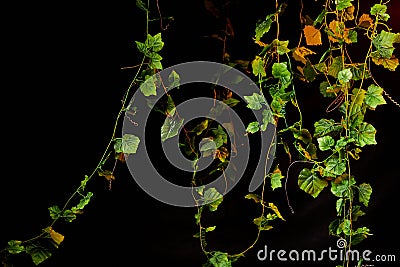 Black background with green lianas and plants with lighting for photo shoots Stock Photo