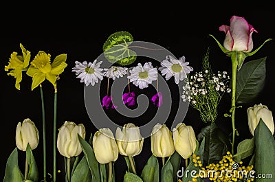 Group of spring flowers, one rosebud, daffodils, gypsophila, Mimosa twigs, small asters and cyclamen on black background Stock Photo
