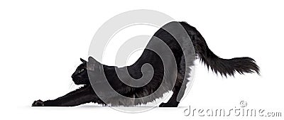 Black Balinese cat on white Stock Photo