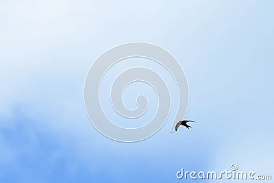 Black barn swallows flying Stock Photo