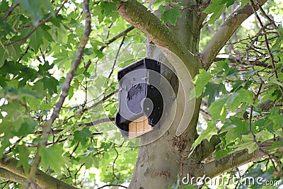 Black bat nesting box hanging in a tree Stock Photo