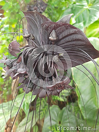 Black Batflower -Tacca chantrieri is a species of flowering plant in the yam family Dioscoreaceae. Stock Photo