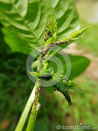 Black bean aphid on black bean. Stock Photo