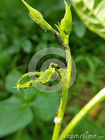 Black bean aphid on black bean. Stock Photo