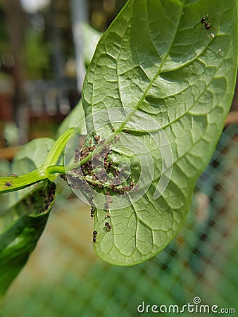 Black bean aphid on black bean. Stock Photo