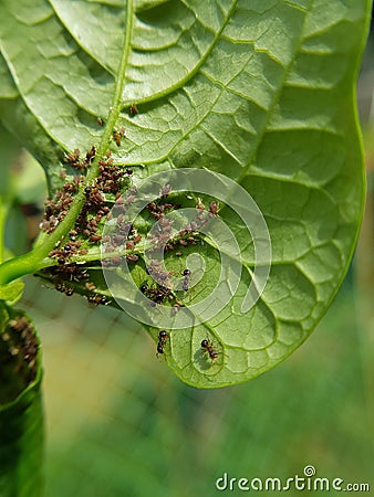 Black bean aphid on black bean. Stock Photo