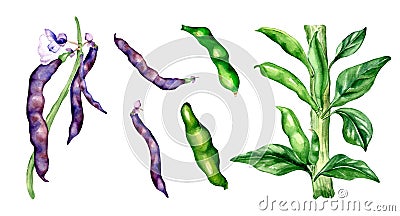 Black beans pod, green haricot watercolor illustration Cartoon Illustration