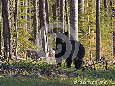 Black Bear Stock Photo