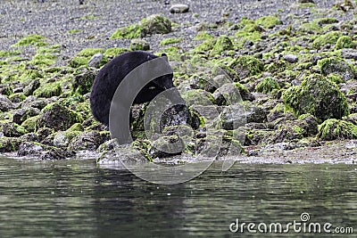 Black bear on a beach turning a rock Stock Photo
