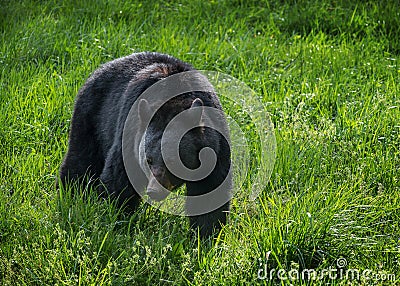 Black bear, Cades Cove, Great Smoky Mountains Stock Photo