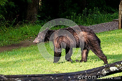 Black Bear in Cades Cove GSMNP Stock Photo