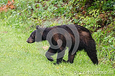 Black Bear in Cades Cove GSMNP Stock Photo