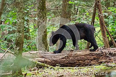 Black Bear in Cades Cove GSMNP Stock Photo