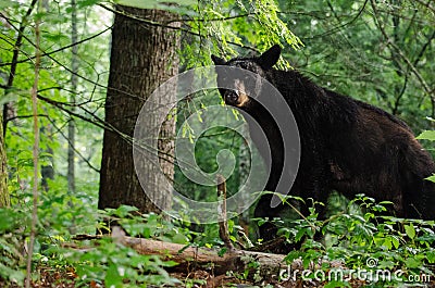 Mother Black Bear in Cades Cove GSMNP Stock Photo