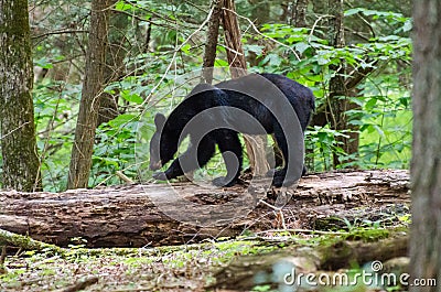 Black Bear in Cades Cove GSMNP Stock Photo