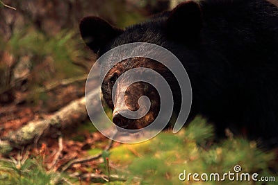 Black Bear in Cades Cove Stock Photo