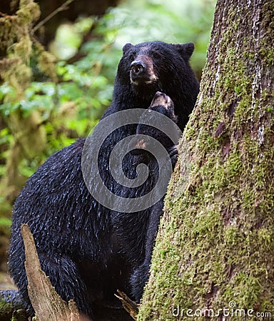 Black bear cub and mother Stock Photo