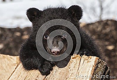 Black bear cub Stock Photo