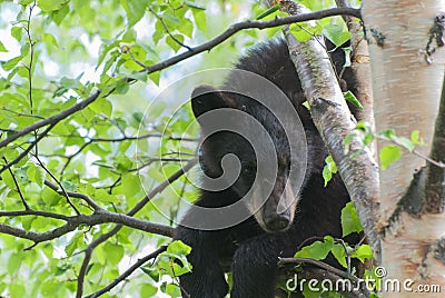 Black Bear Cub Stock Photo