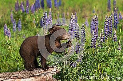 Black Bear Cub Ursus americanus Grabs Lupine Stalk to Sniff Summer Stock Photo