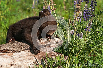 Black Bear Cub Ursus americanus Nose in Lupine Plant Leaves Summer Stock Photo