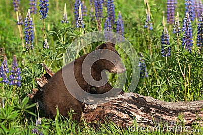 Black Bear Cub Ursus americanus Paws Up on Log Looking Right Summer Stock Photo