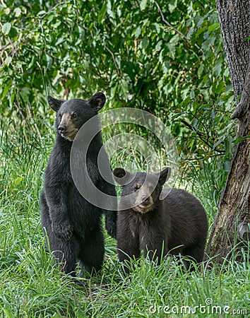 Black bear cubs Stock Photo