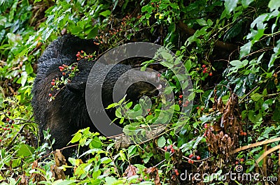Black Bear Eating Blackberries in Cades Cove GSMNP Stock Photo