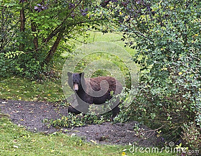 Black bear eating serviceberries in yard Stock Photo