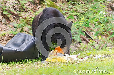 Bear eating Trash. Stock Photo