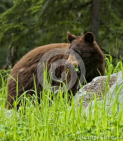 Black Bear Eatting Grass and Clover Stock Photo