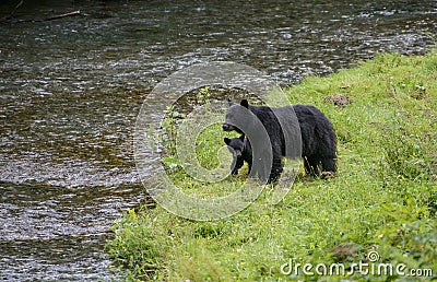 Black bear family Stock Photo