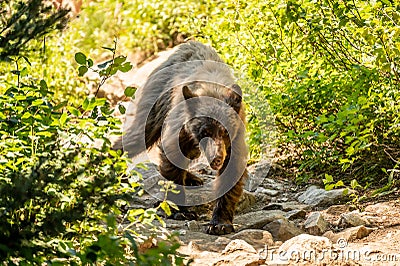 Black Bear Meanders Down Over Grown Trail In Grand Teton Stock Photo