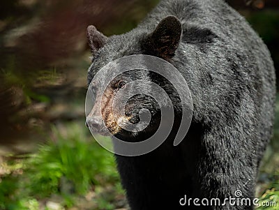 Black Bear in Pennsylvania Stock Photo