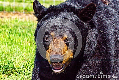 Black bear in portrait. Discovery wildlife Park, Innisfail, Alberta, Canada Stock Photo